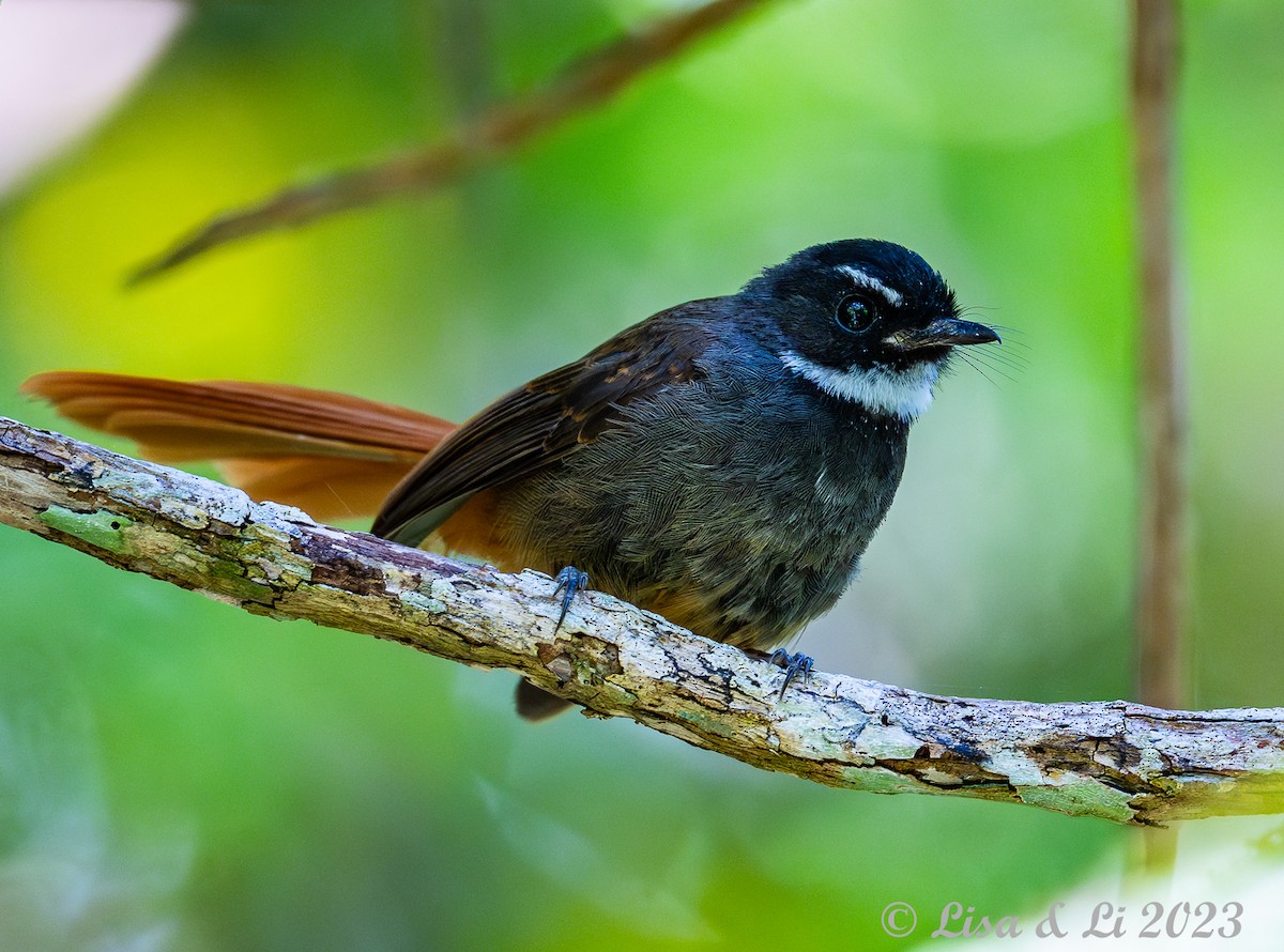 Rufous-tailed Fantail - ML602344091