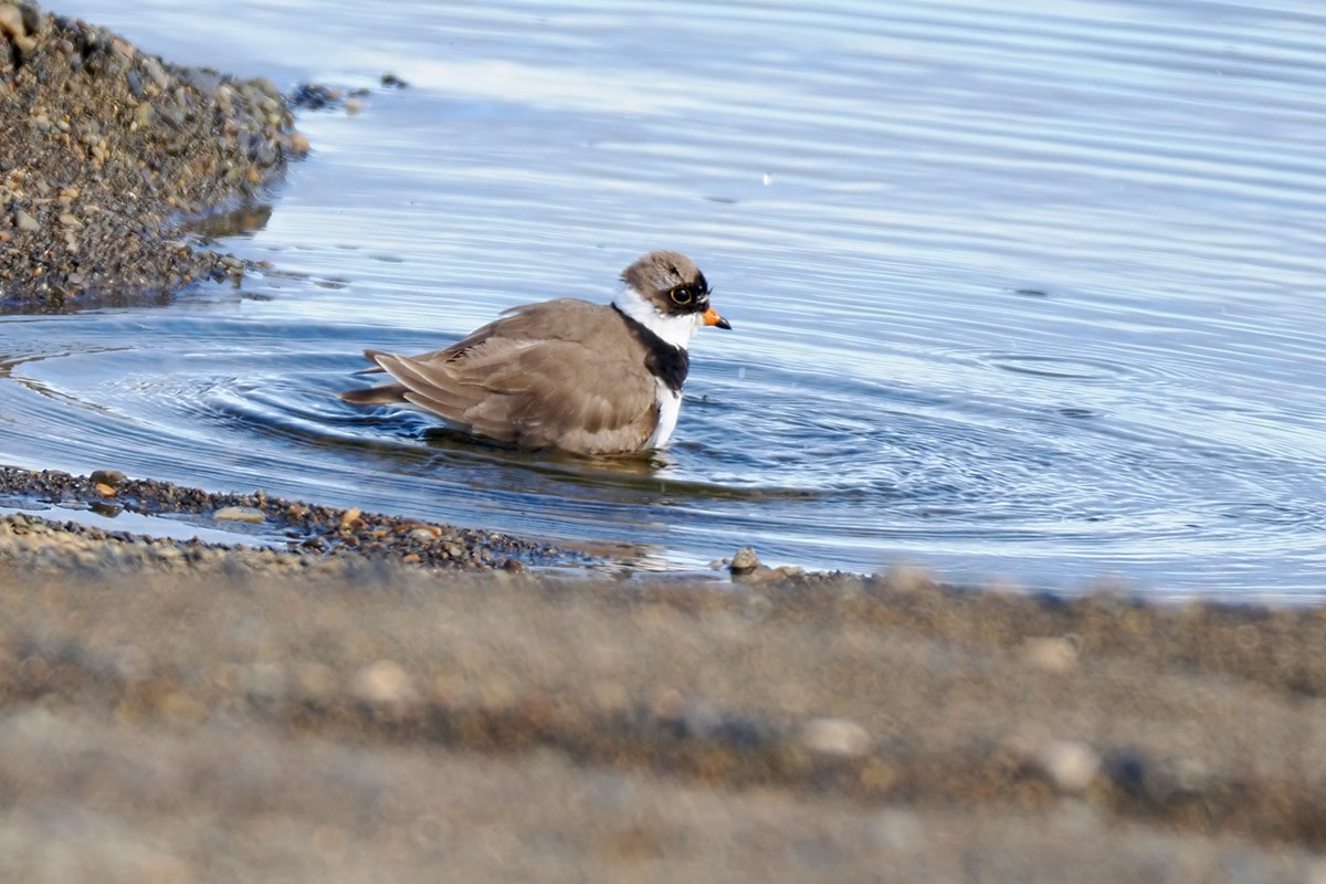 Semipalmated Plover - ML602344591