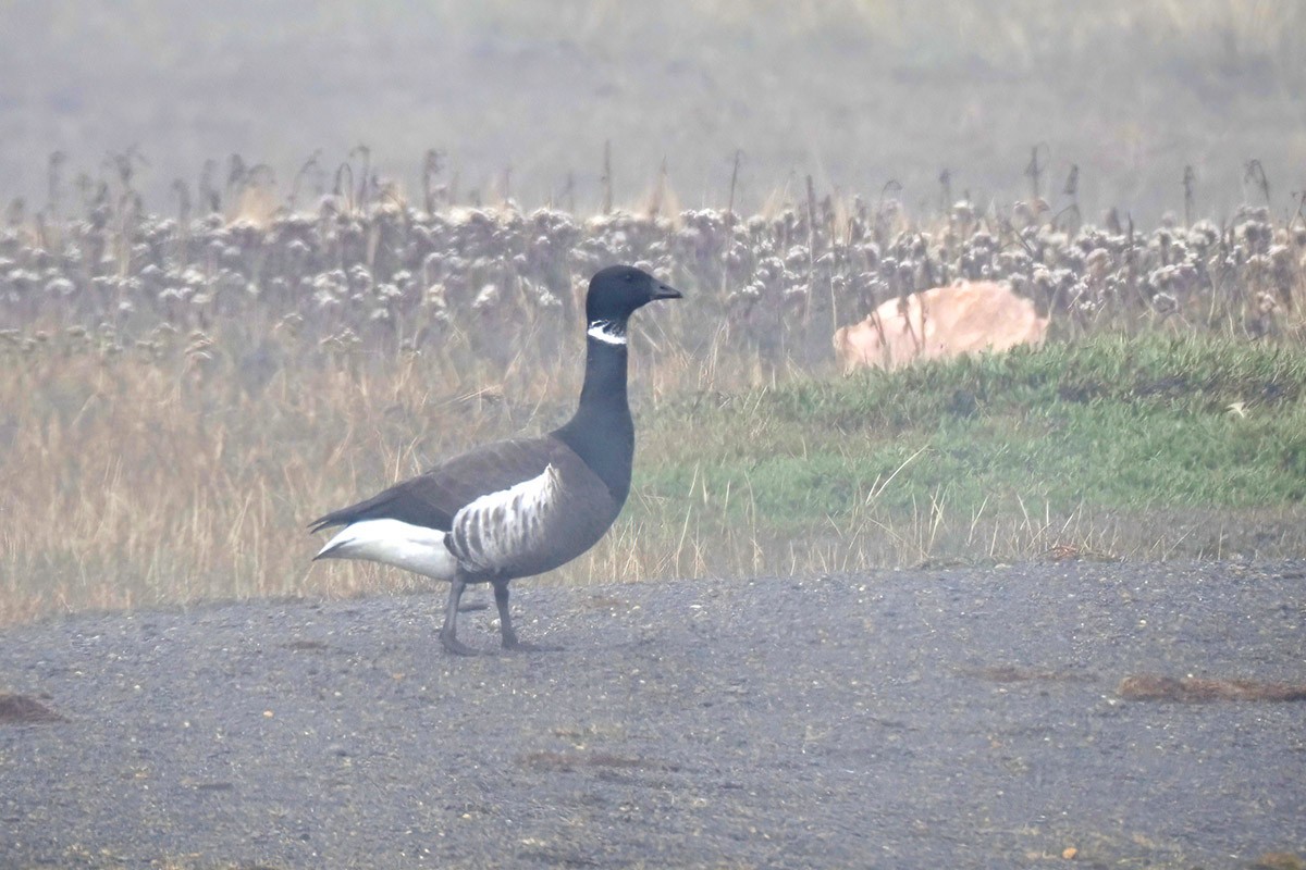 Barnacla Carinegra - ML602344981