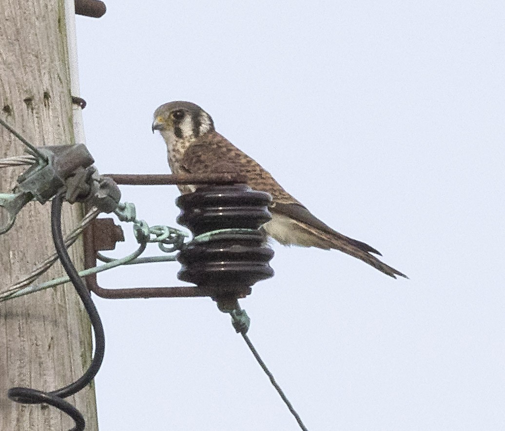 American Kestrel - terry moore