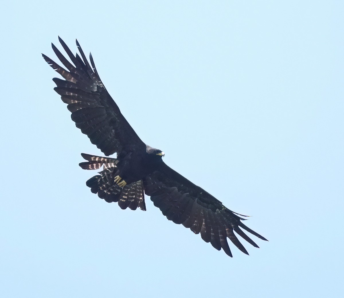 Black Eagle - ML602347371