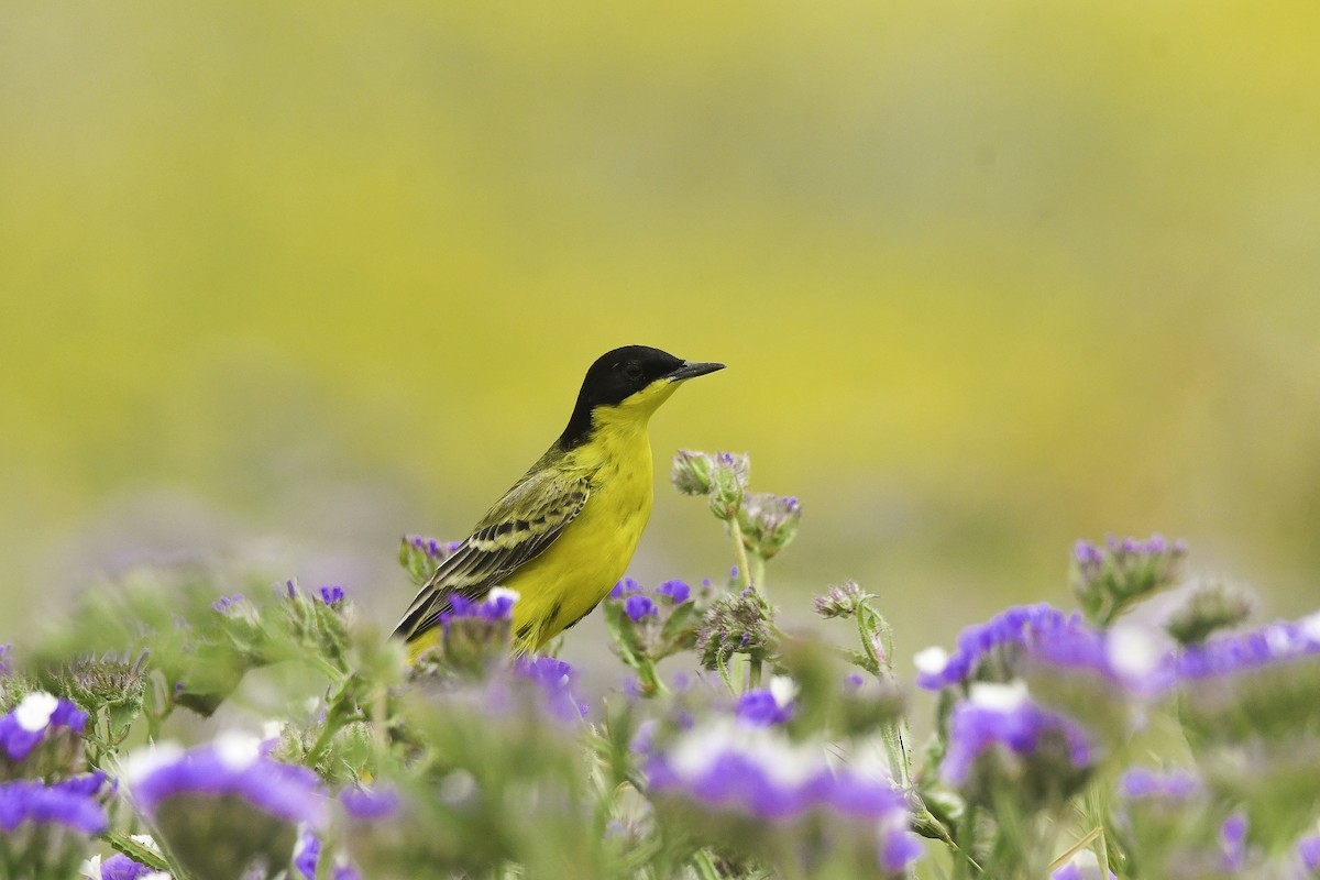 Western Yellow Wagtail (feldegg) - Yonatan Gordon