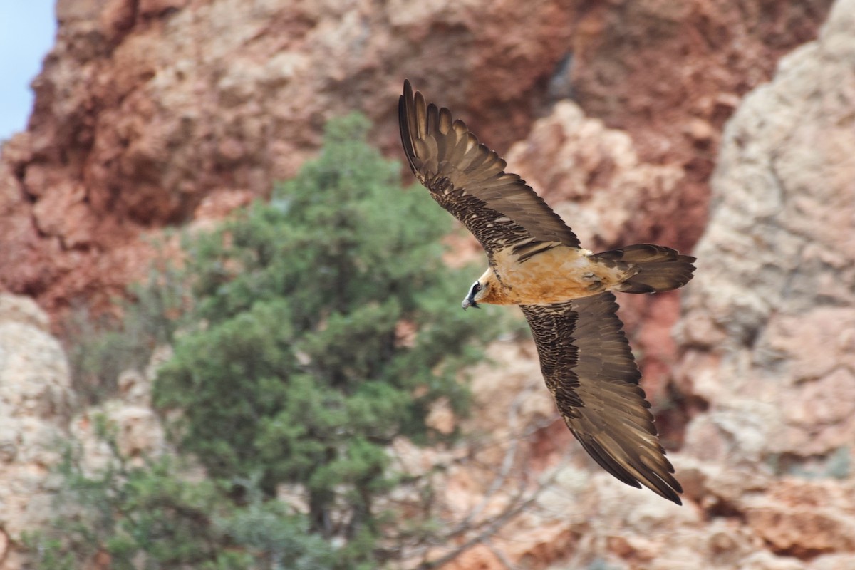 Bearded Vulture - ML602349451