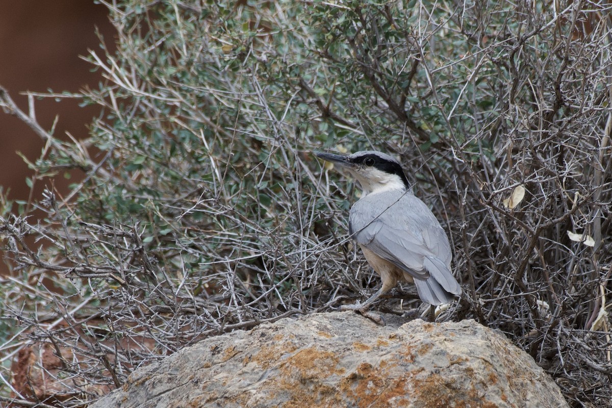 Eastern Rock Nuthatch - ML602349531