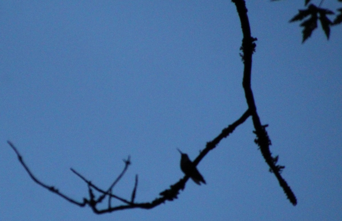 Ruby-throated Hummingbird - ML602351221