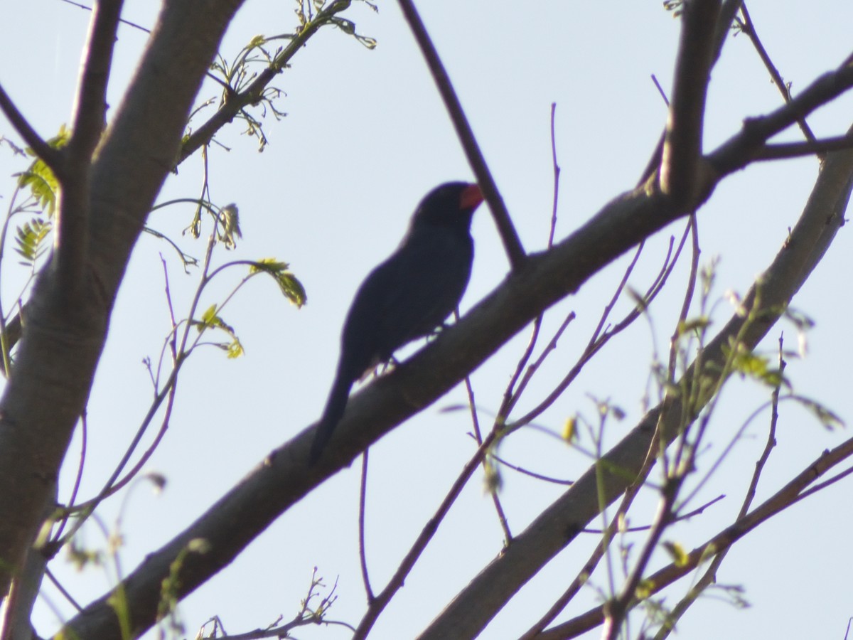 Black-throated Grosbeak - ML602351411