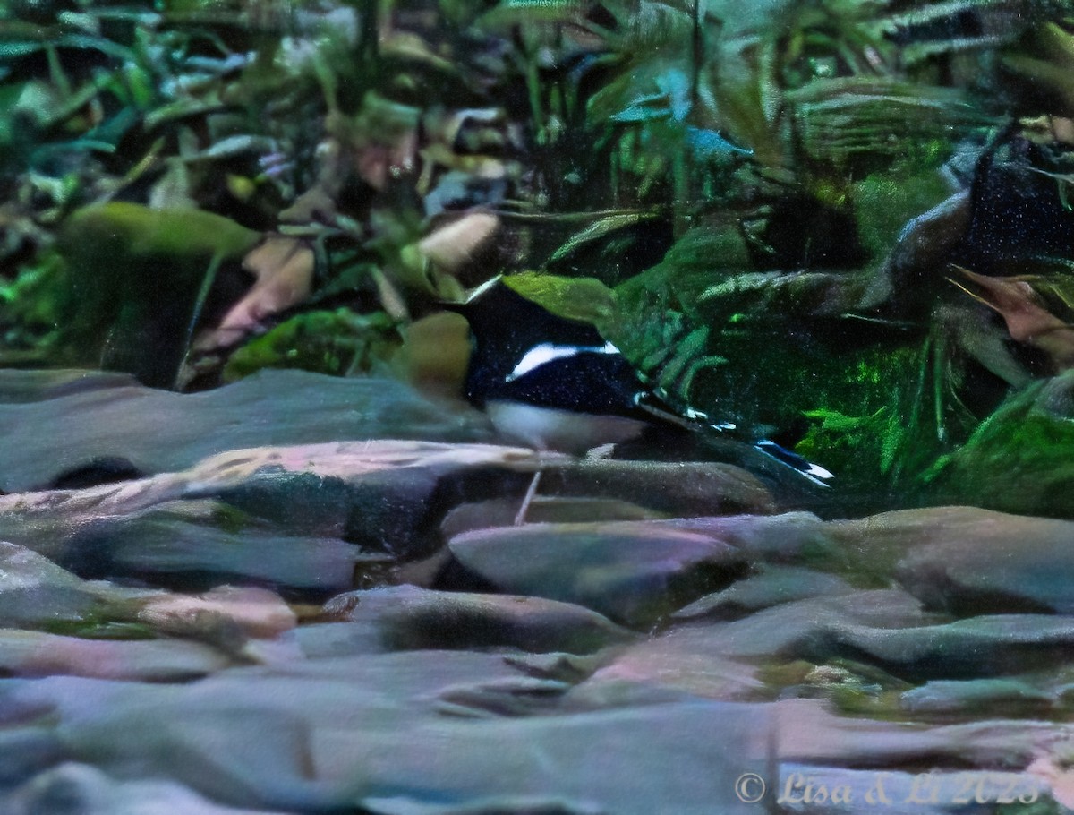 White-crowned Forktail (Javan) - ML602351721