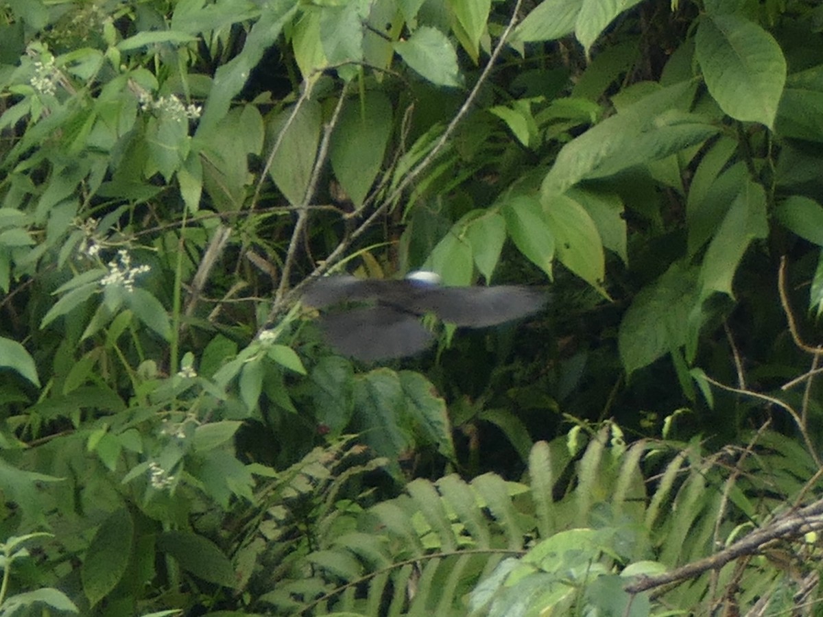 Sumatran Laughingthrush - ML602352181