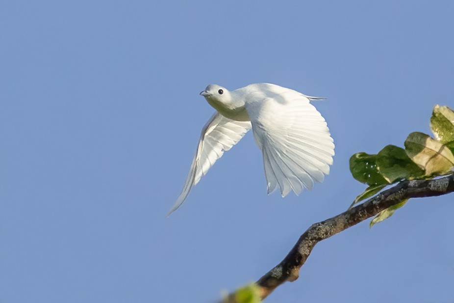 Snowy Cotinga - Sergio Bitran