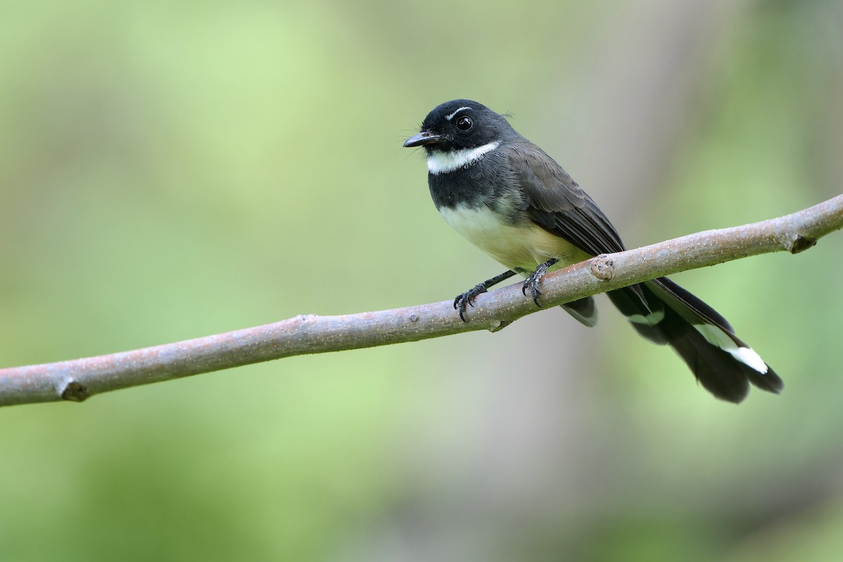 Malaysian Pied-Fantail - Sam Hambly