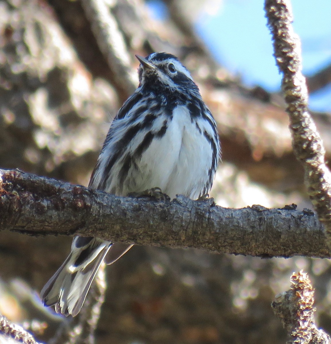 Black-and-white Warbler - ML60235321