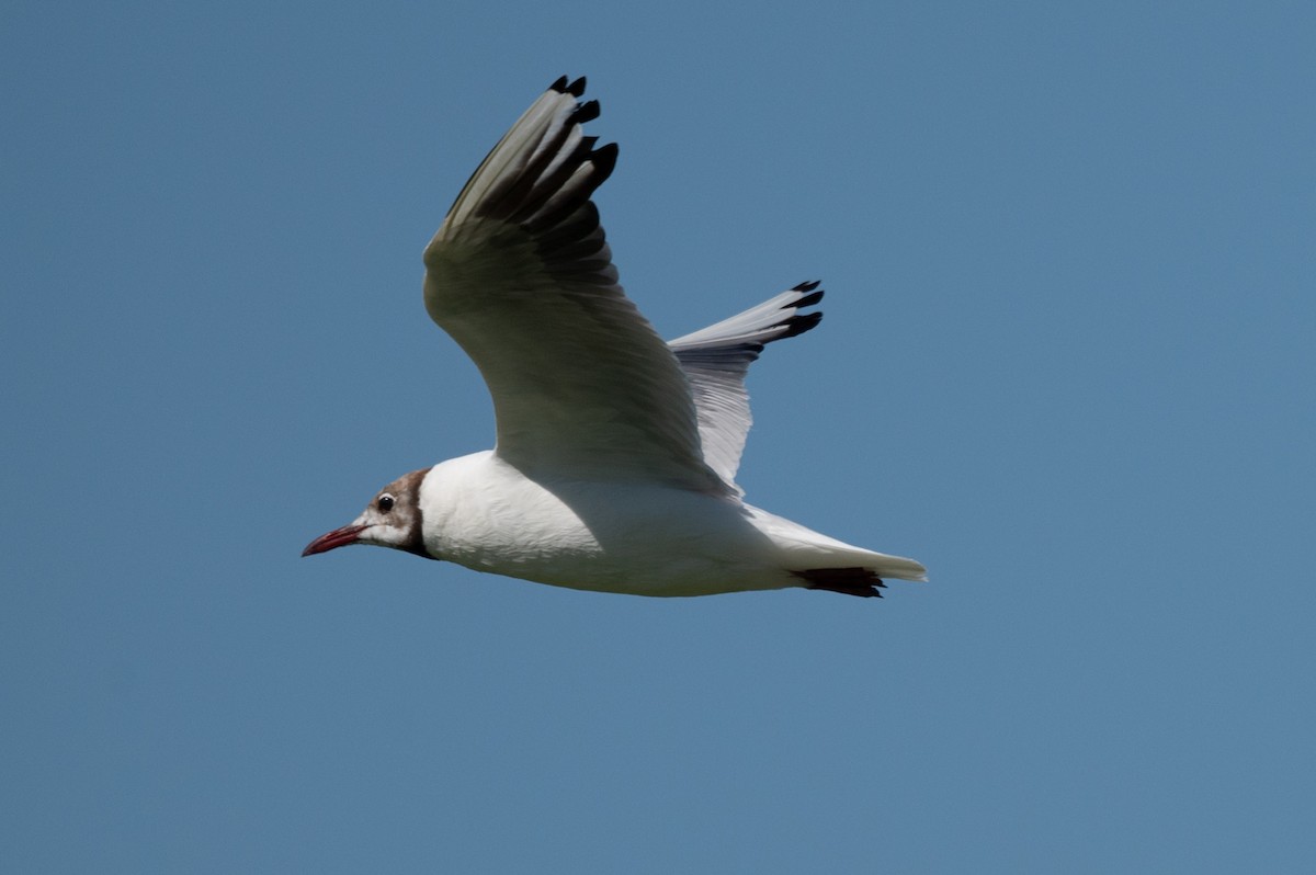 Gaviota Cabecinegra - ML602353861