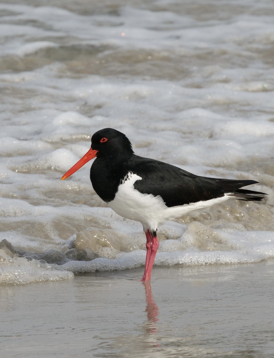 Pied Oystercatcher - Peter Lowe