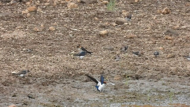 Streak-throated Swallow - ML602355531