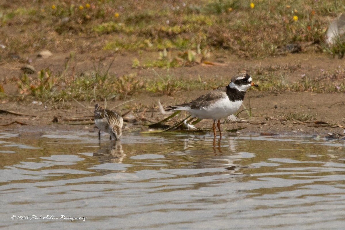Common Ringed Plover - ML602357211