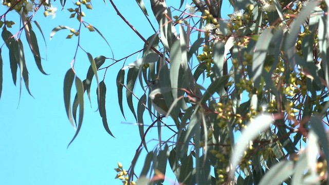 Brown Honeyeater - ML602357371