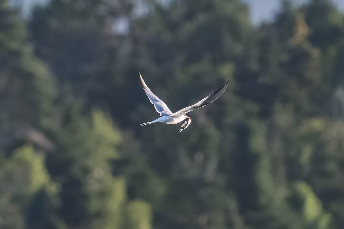 Common Tern - ML602357791