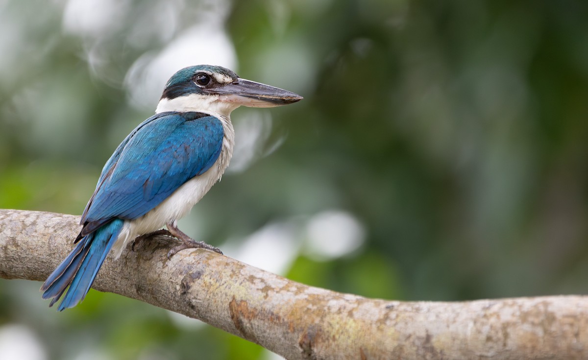 Collared Kingfisher - ML602358071