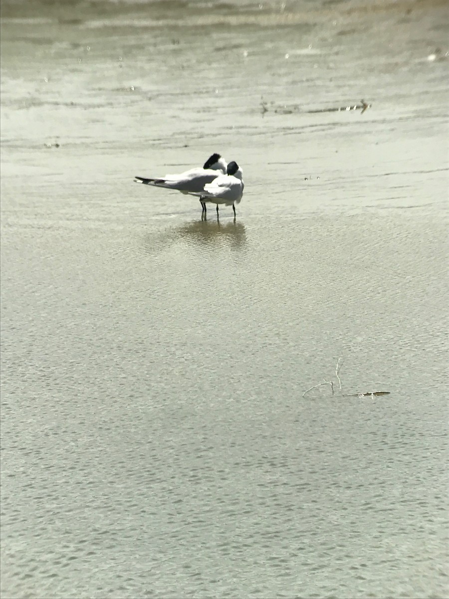 Caspian Tern - ML60235841