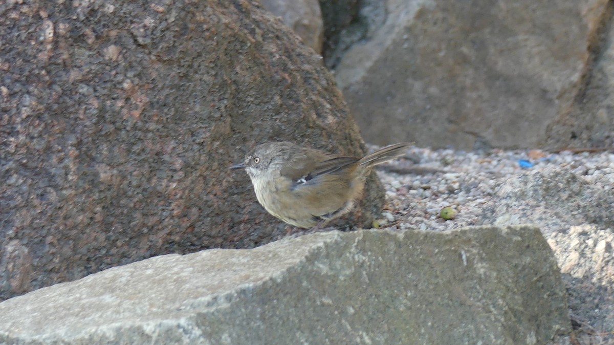 Tasmanian Scrubwren - klara Friedhoff