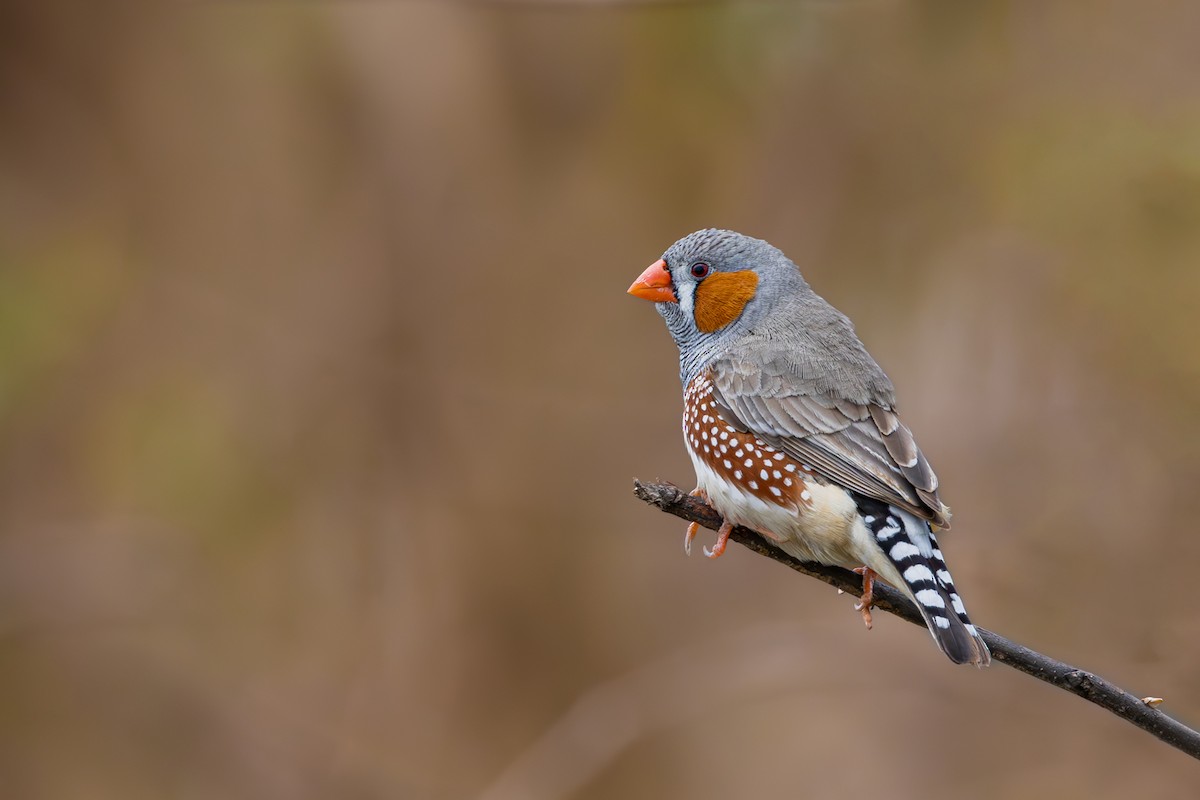 Zebra Finch - ML602359231