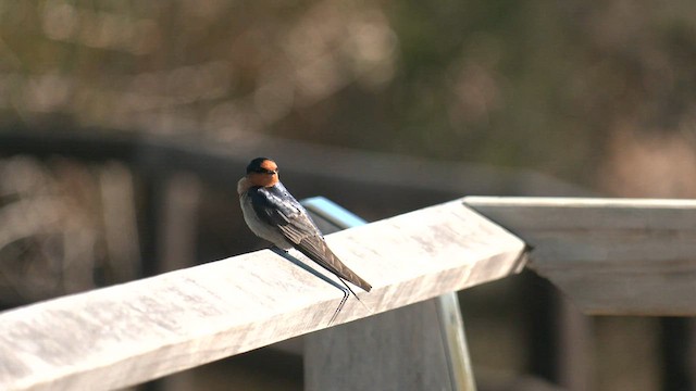 Golondrina Australiana - ML602359271