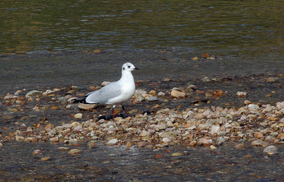 Andean Gull - ML60235931