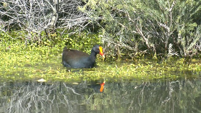 Gallinule sombre - ML602360091