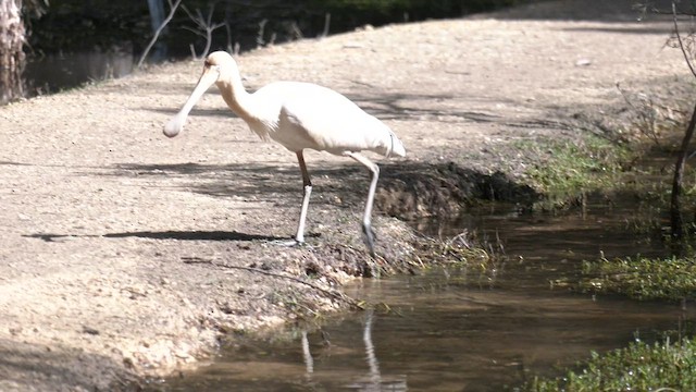 Yellow-billed Spoonbill - ML602361081