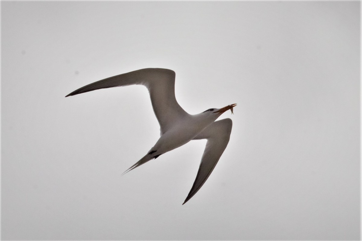Royal Tern - ML60236141
