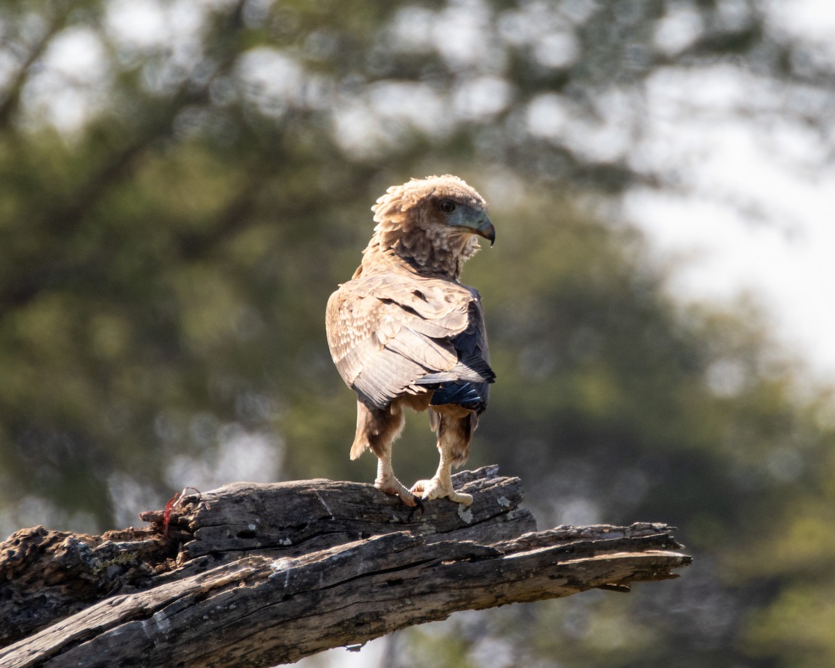 Bateleur - ML602361601