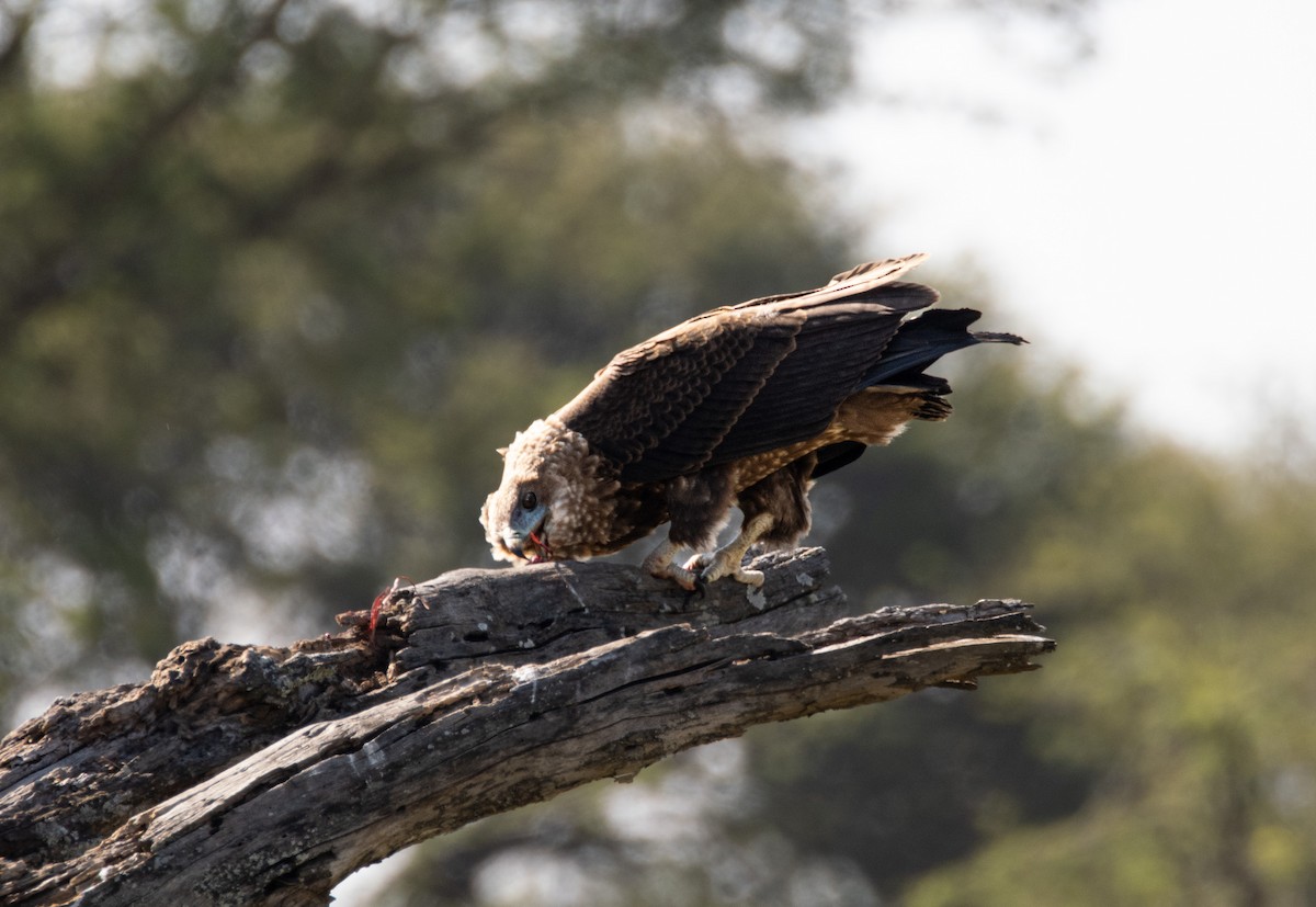 Bateleur - ML602361611