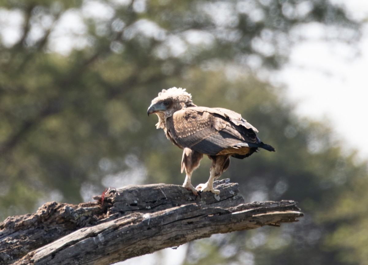 Bateleur - ML602361621