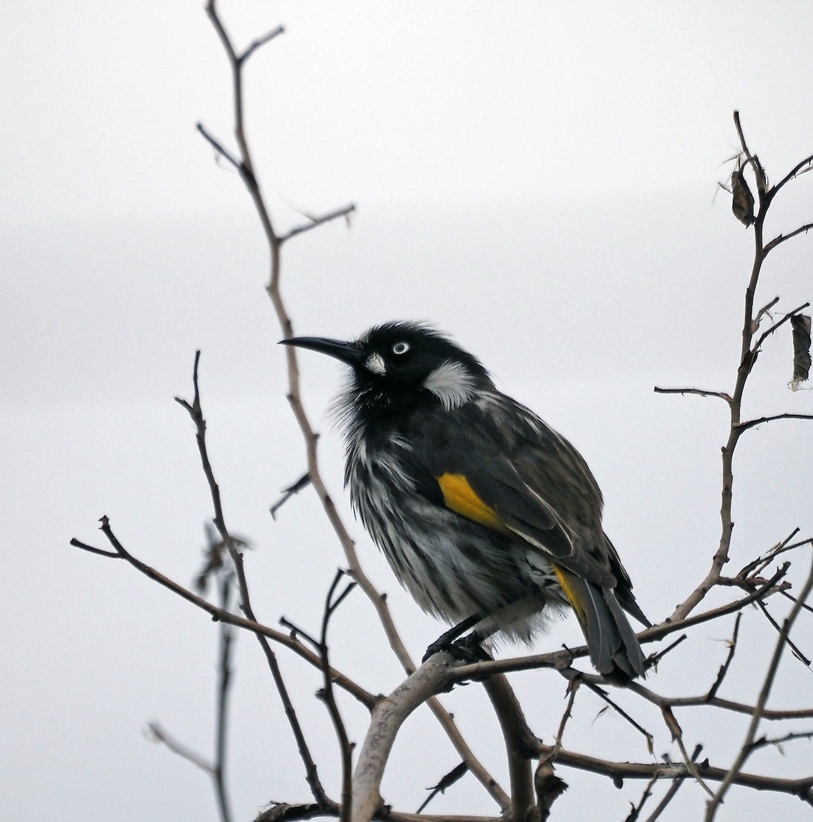 New Holland Honeyeater - ML602361681