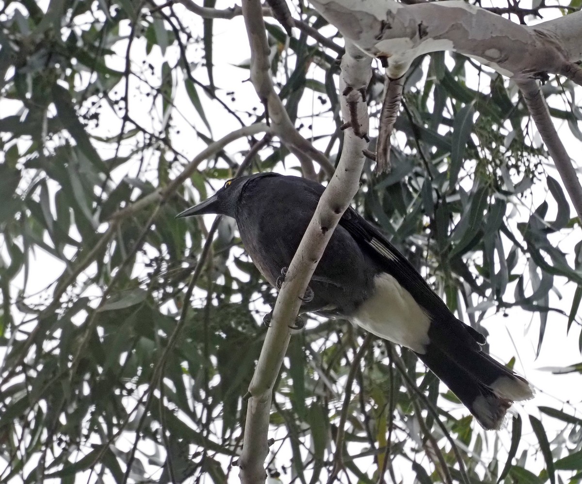 Pied Currawong - ML602361801