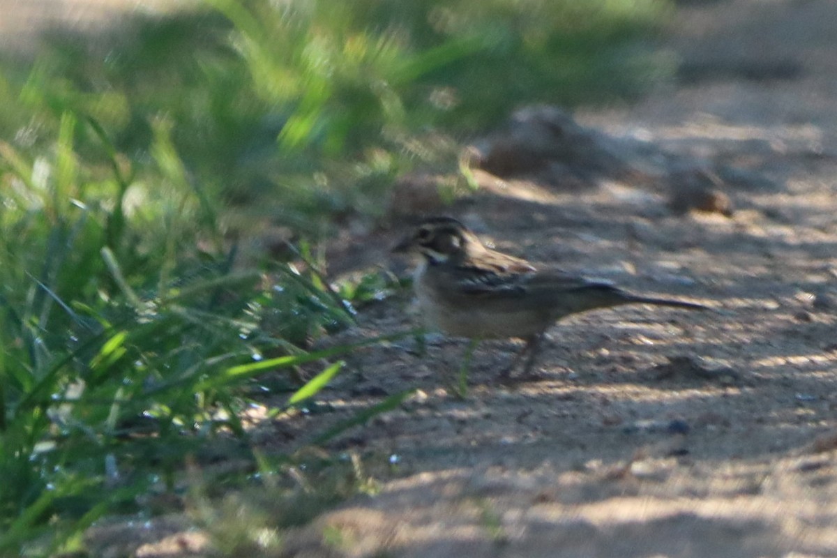 Lark Sparrow - ML602361941