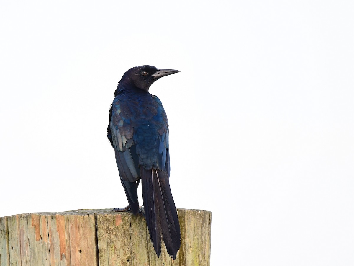 Boat-tailed Grackle - ML602362761