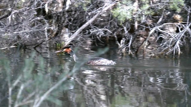 Great Crested Grebe - ML602363041