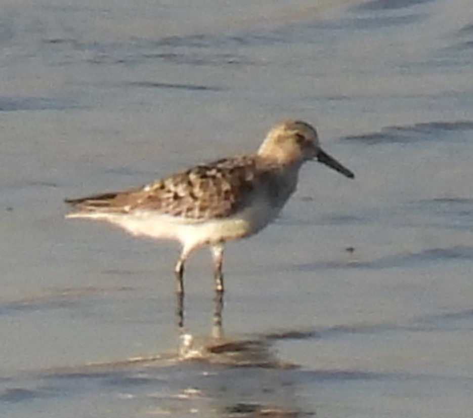 Bécasseau sanderling - ML602363111