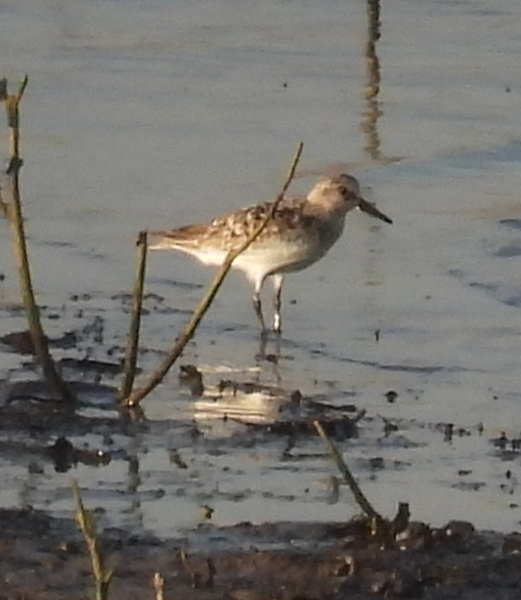 Bécasseau sanderling - ML602363131