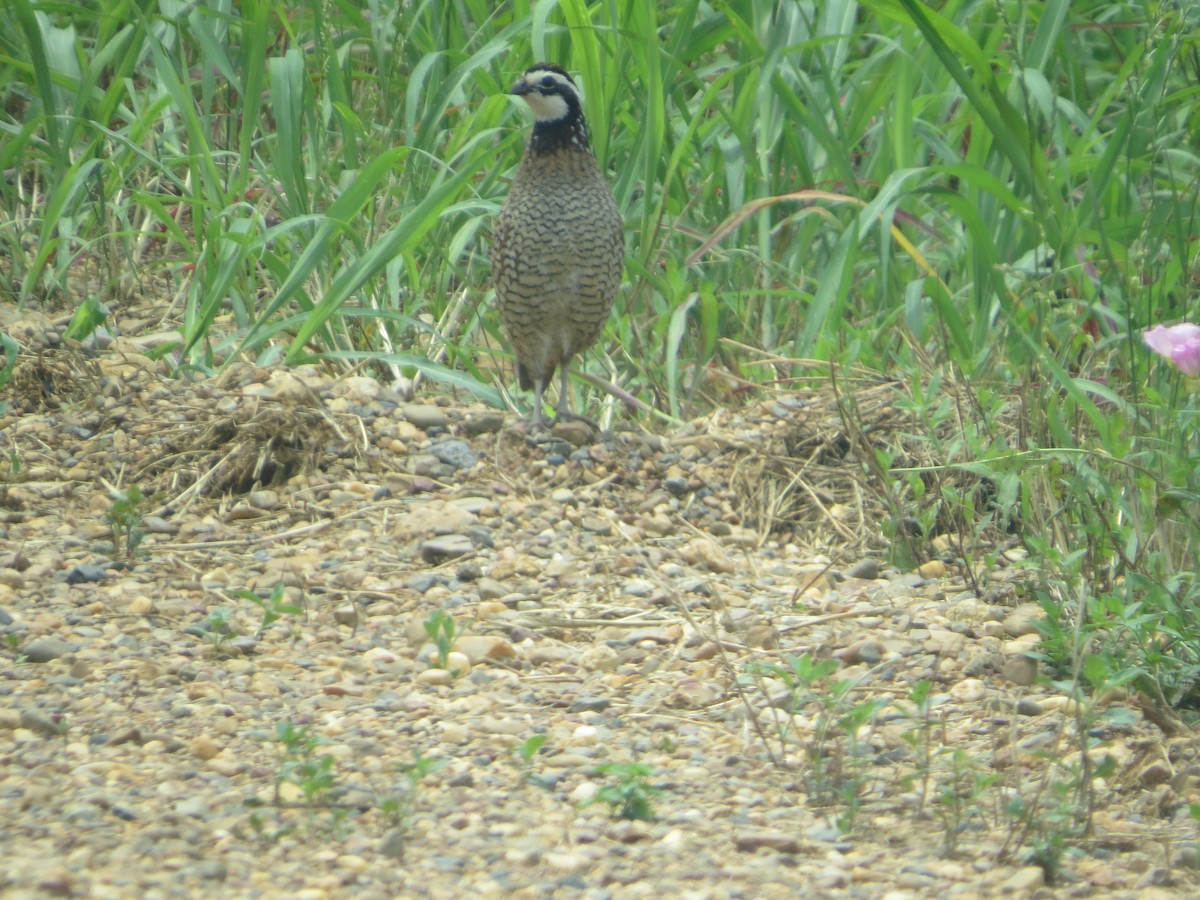 Northern Bobwhite - Ford Hendershot