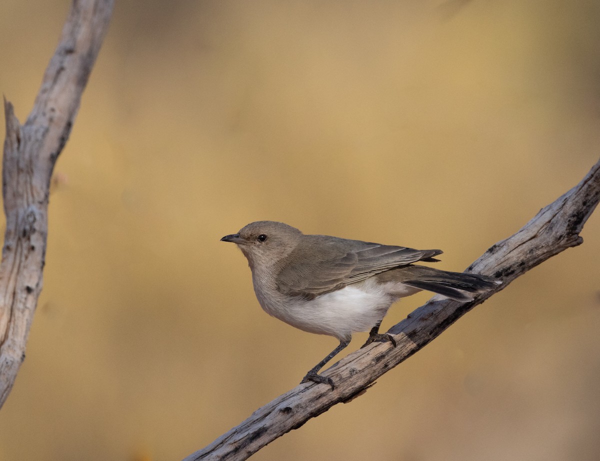 Gray Honeyeater - ML602364831