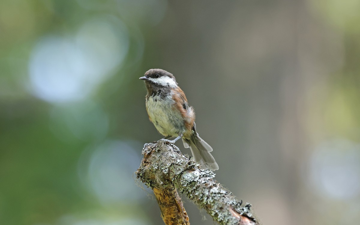 Chestnut-backed Chickadee - ML602366041