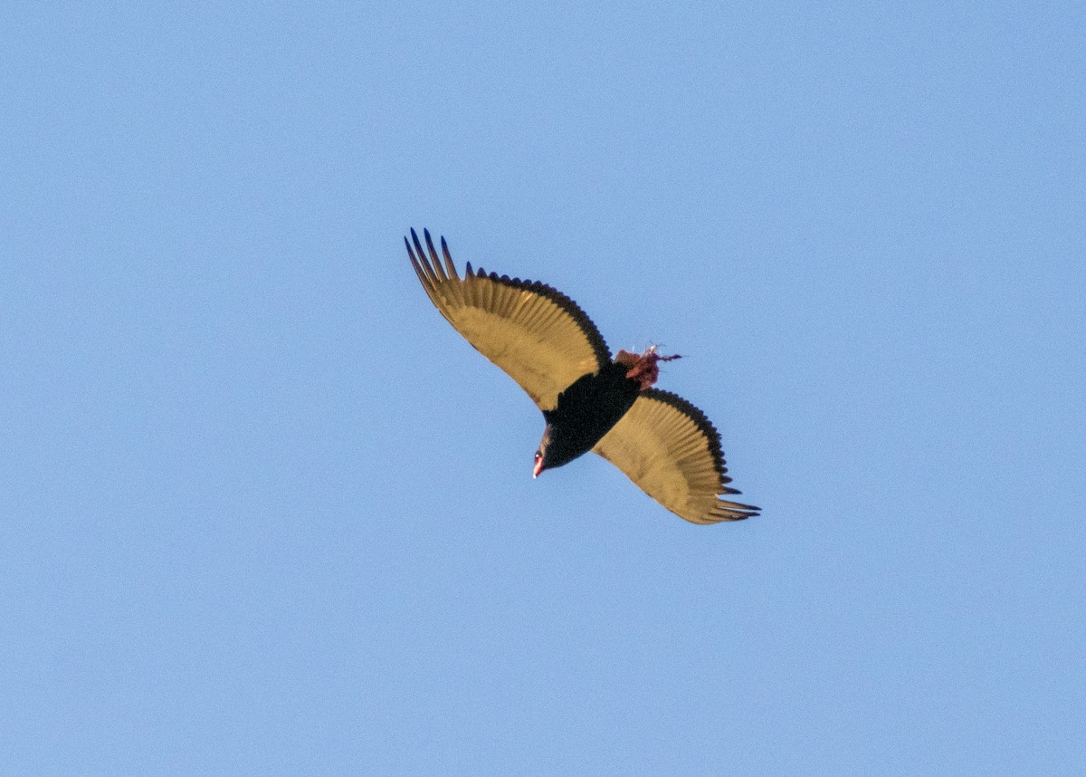 Bateleur - ML602367351