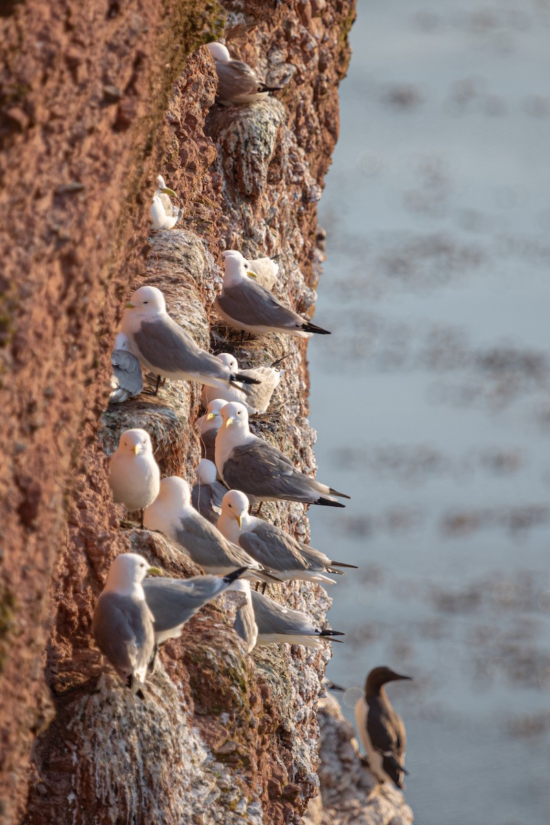 Black-legged Kittiwake - ML602368011