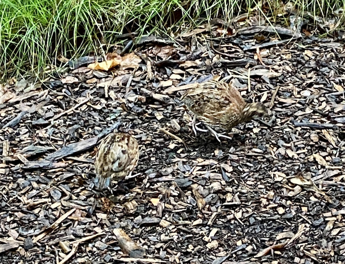 Northern Bobwhite - ML602368141