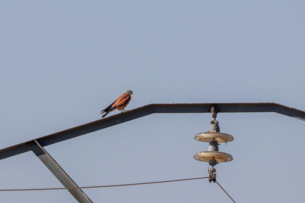 Lesser Kestrel - ML602368761