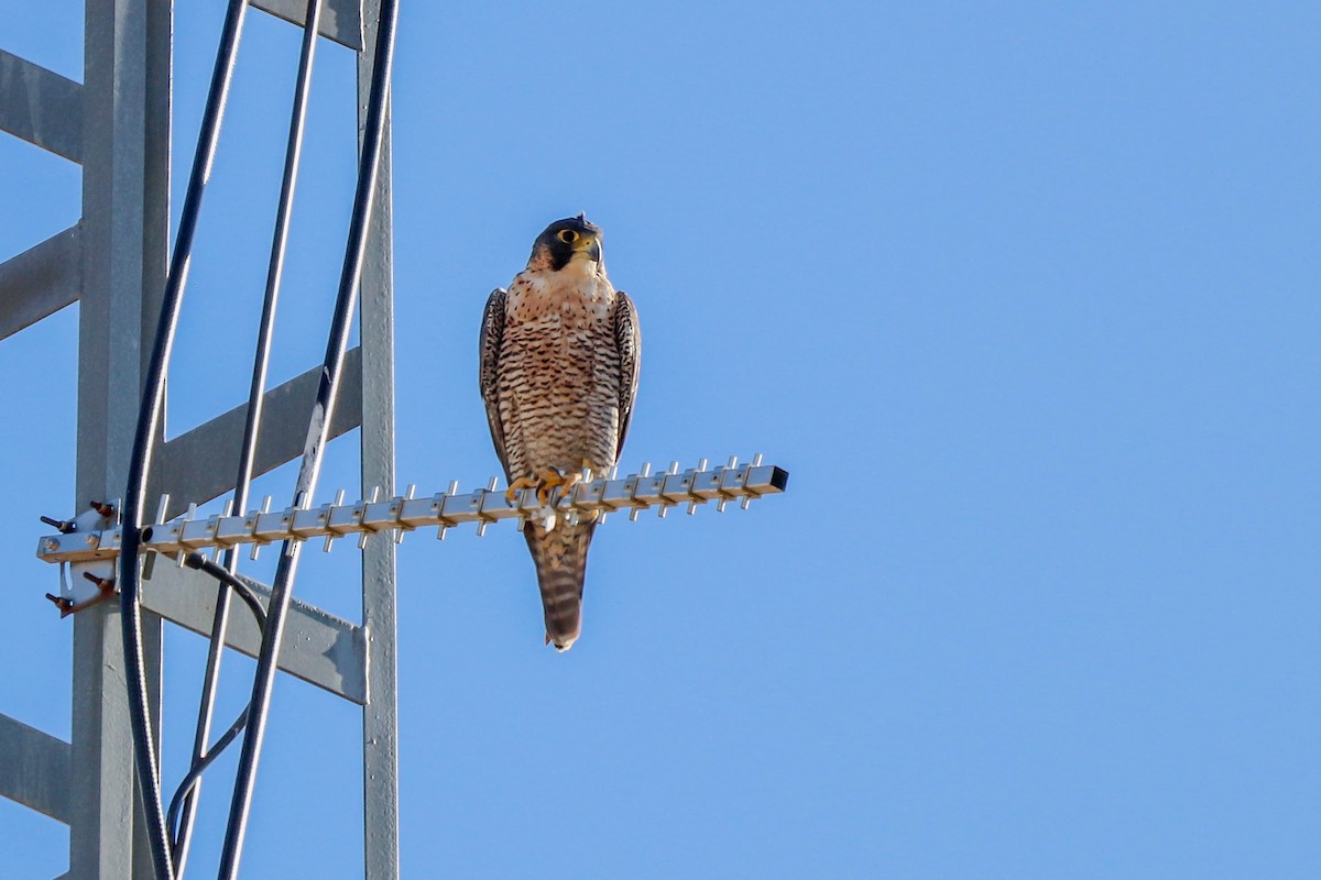 Peregrine Falcon - ML602368921