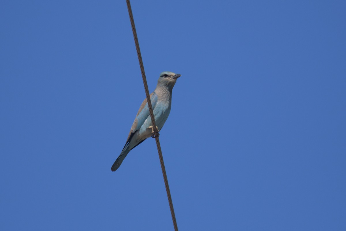 European Roller - ML602370041