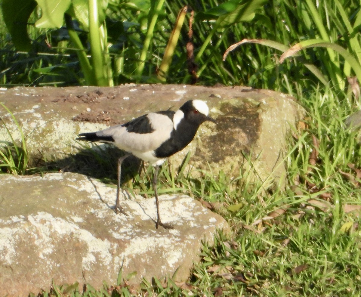 Blacksmith Lapwing - Gary Brent